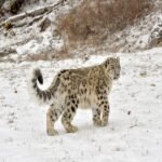 Snow Leopard