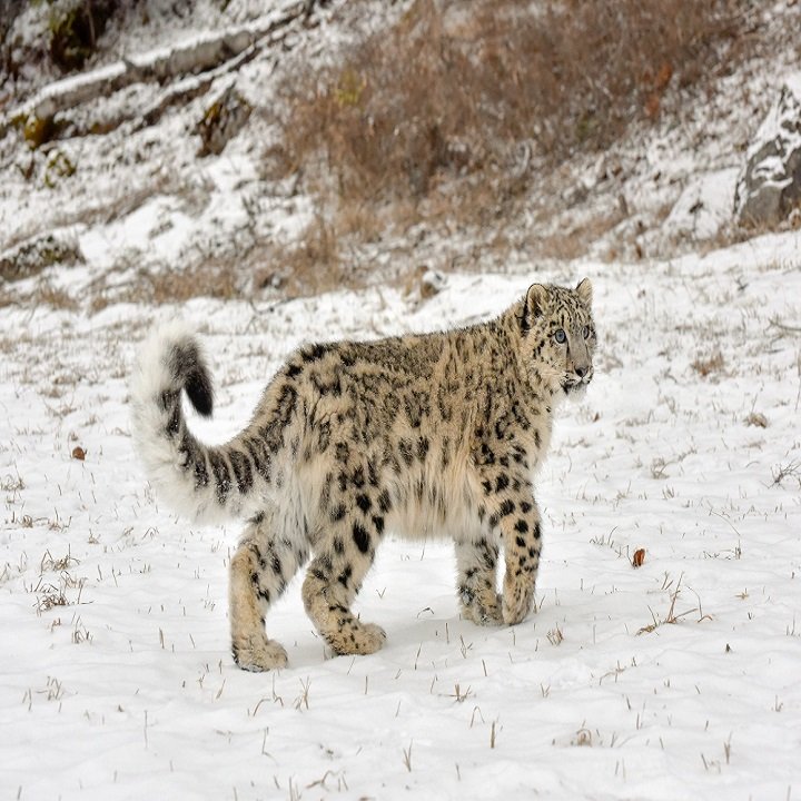 Snow Leopard